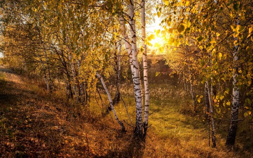 осенняя береза фото