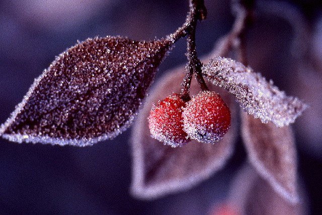 вишня зимой фото