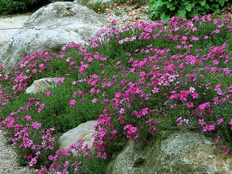 ��� ���� ���������� ���� � ��������