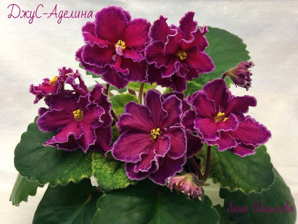 ������� ������ ����