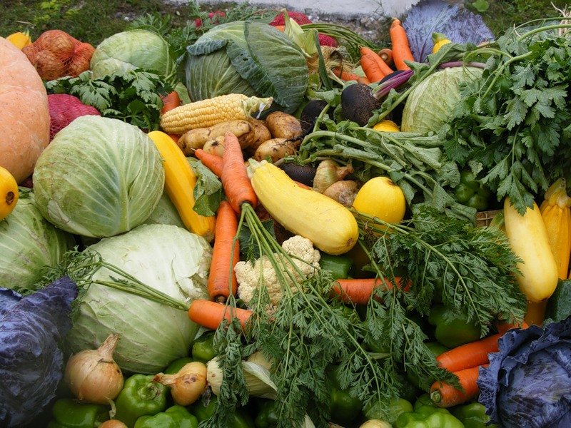 какие овощи выращивают в россии