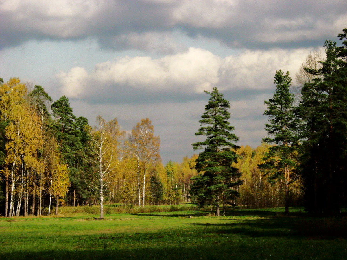 павловский парк белая береза фото
