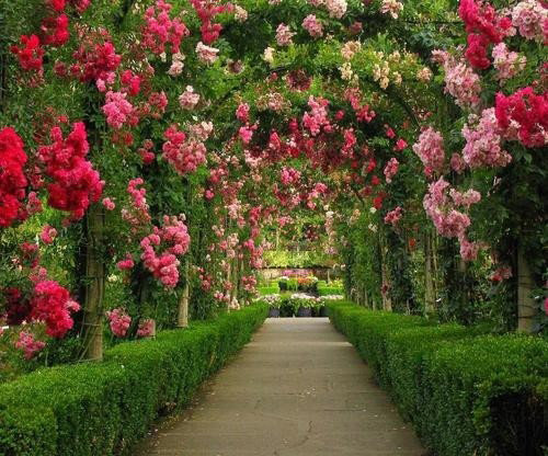 плетистая роза фото