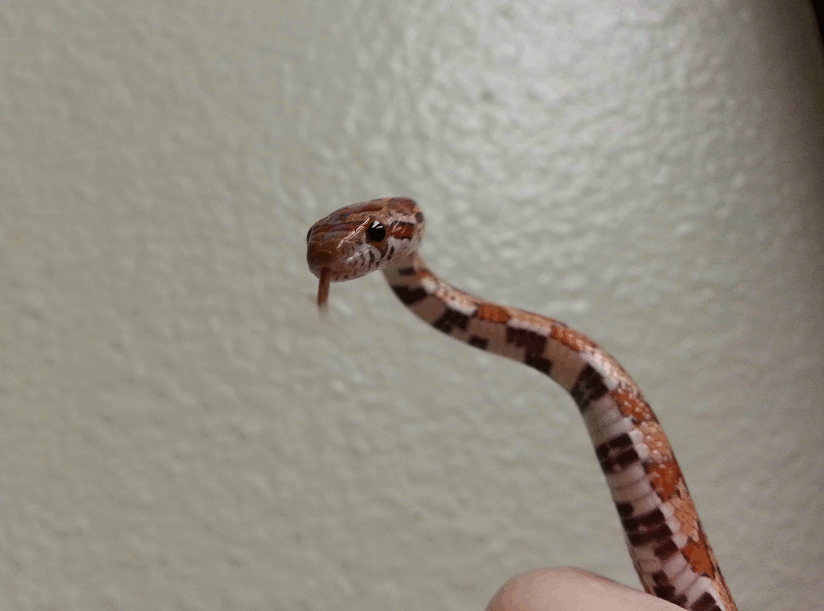 "змея snake tongue hashtag Images on Tumblr GramUnion Tumblr