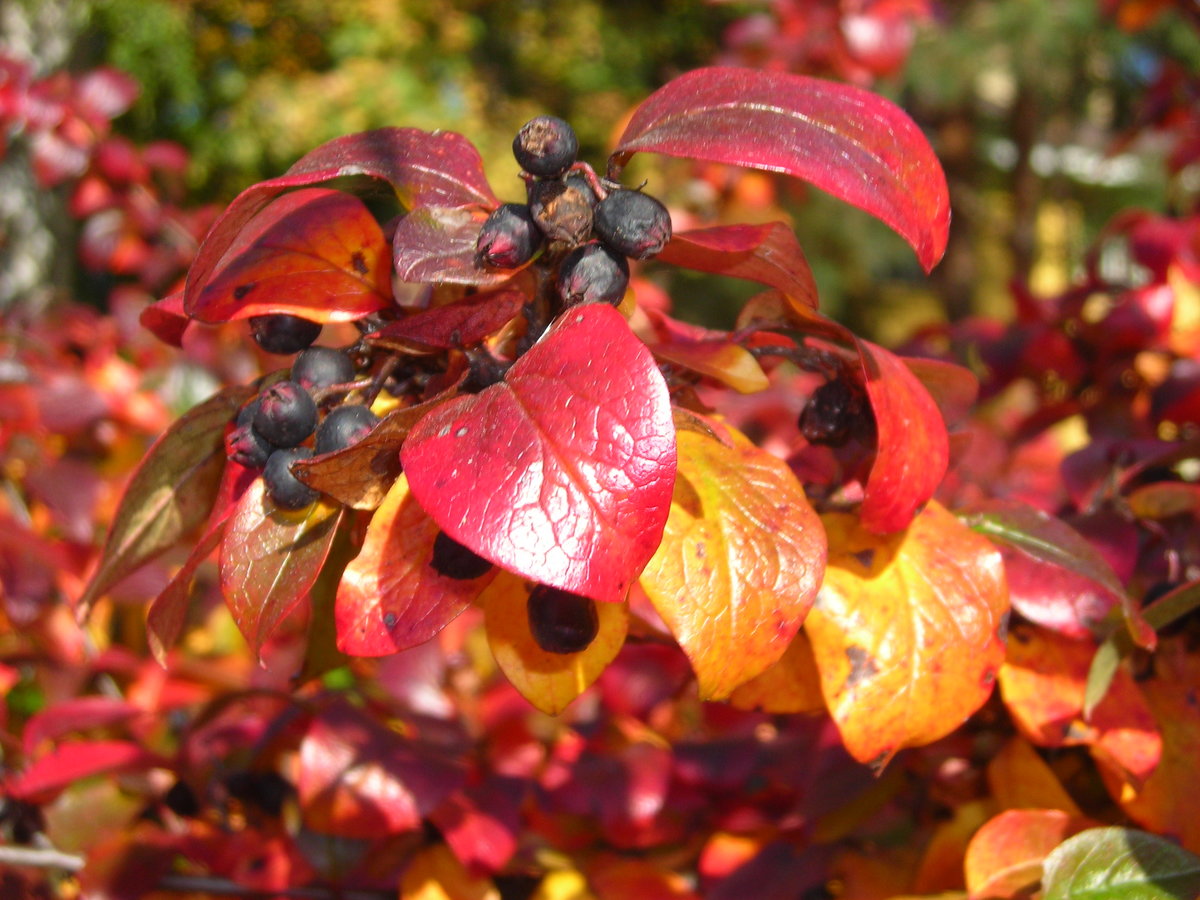 Кизильник черноплодный: фото, изображения и картинки