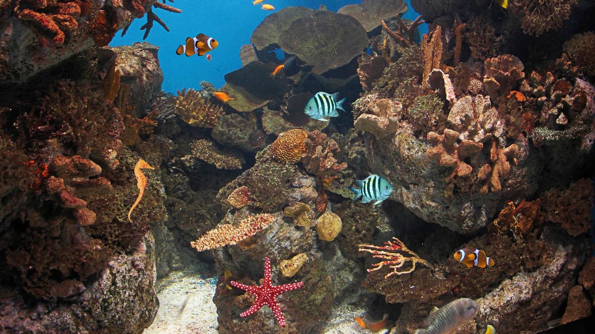 подводный мир кораллы фото