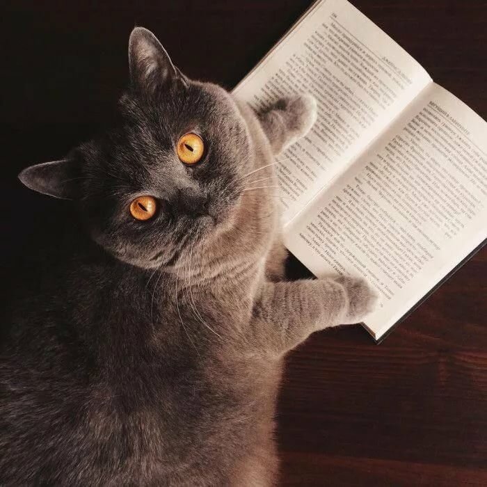 40 Funny Cats Pictures Funny Cat DomPict.com #catbreeds Photography ÐÐ¾ÑÐºÐ¸, ÐÐ¾Ñ Ñ ÐÐ¸Ð²Ð¾ÑÐ½ÑÐµ