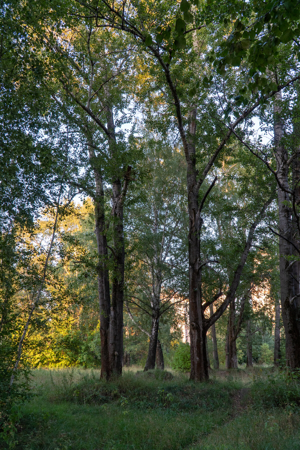 кунцево парк дубы фото