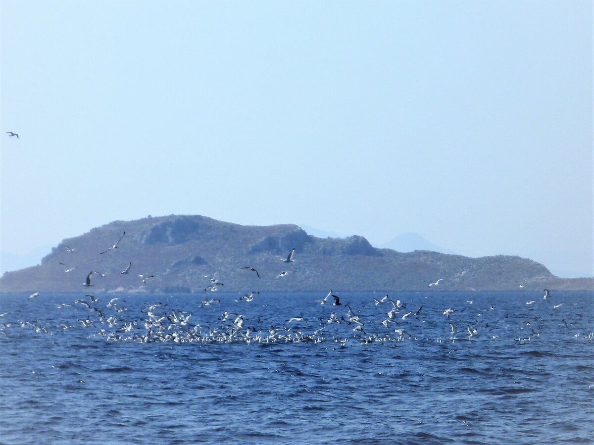 морские птицы фото