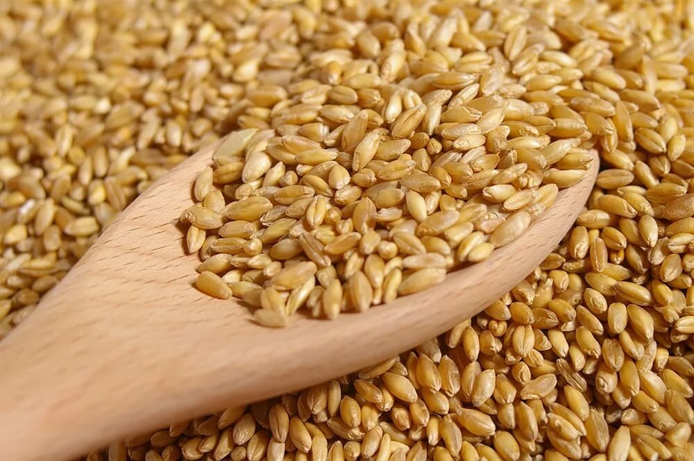 Продам: пшеница 3-й класс в Краснодаре