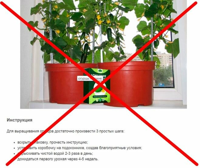 огурцы на подоконнике фото