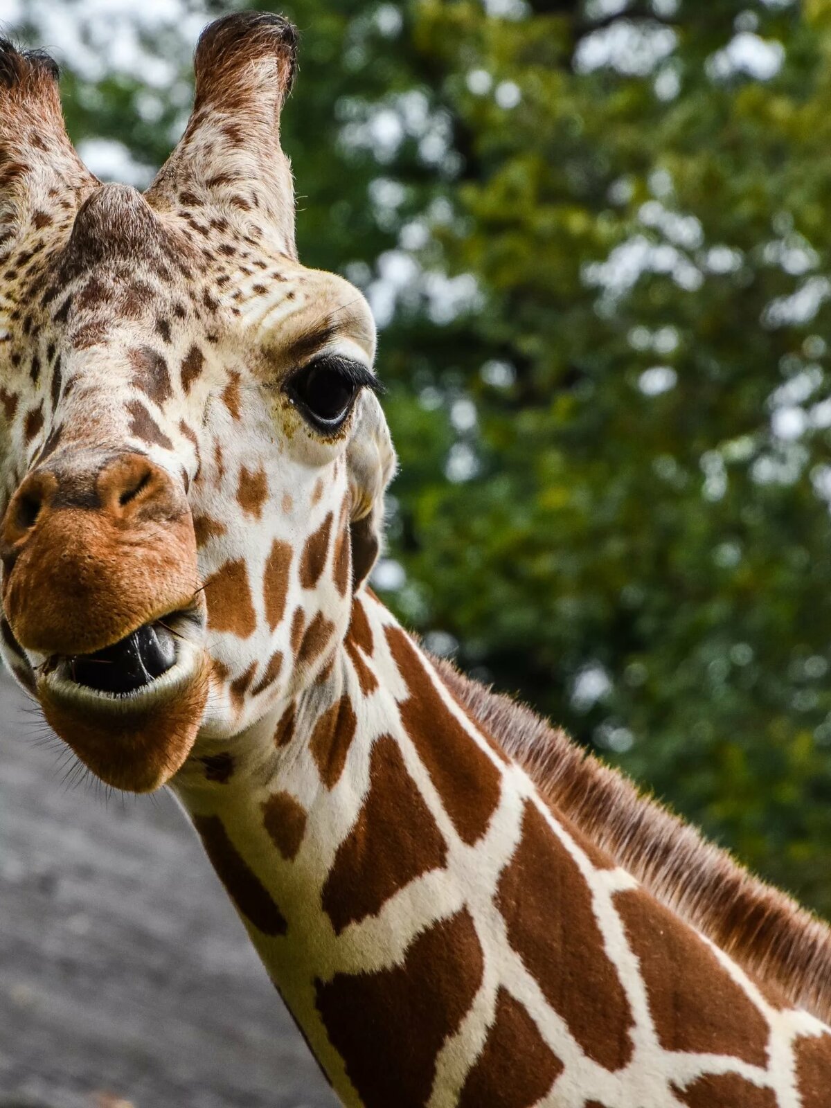 Download 1536x2048 Giraffe, Eating, Close-up, Muzzle Wallpapers for Apple iPad Mini,Apple IPad 3,4 - WallpaperMaiden