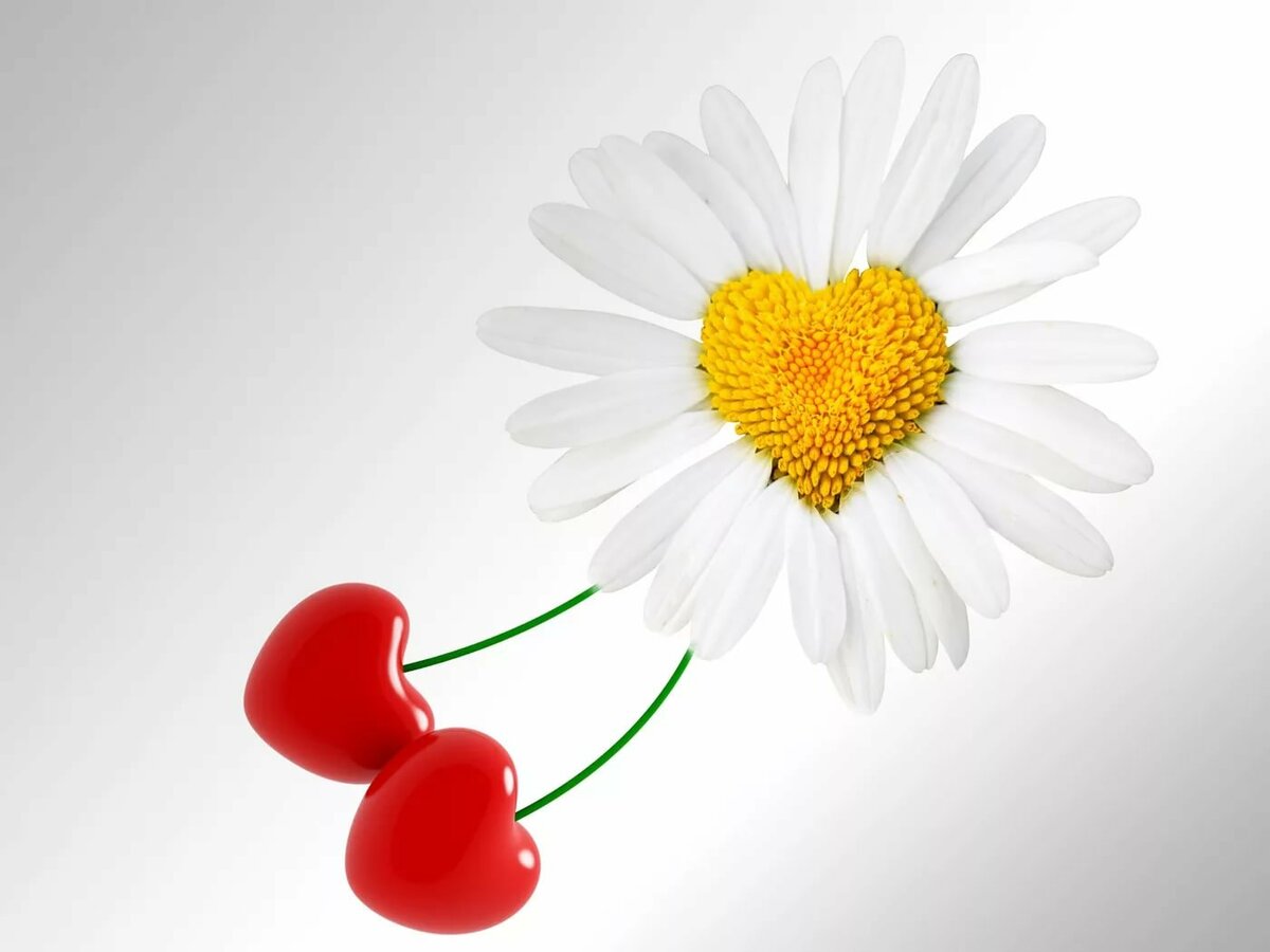 Ромашка и любовь картинки