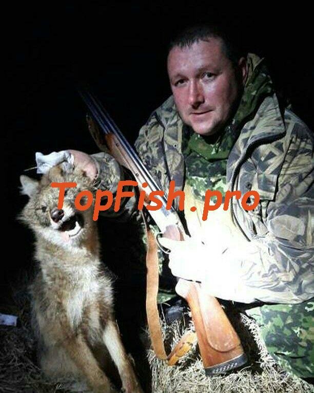 волк охота фото