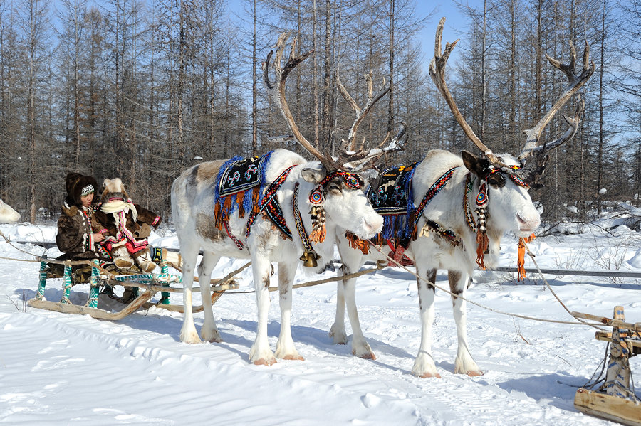 Картинки упряжки с оленями