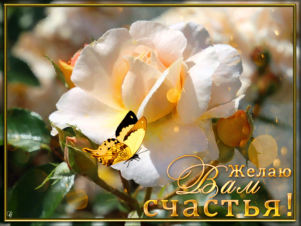 ���� �������� ����� �������, ���������� ������������