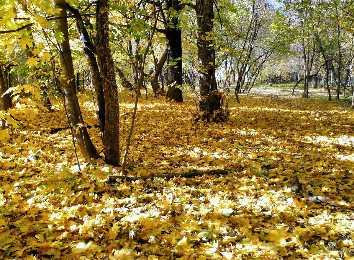 осенний парк березки фото