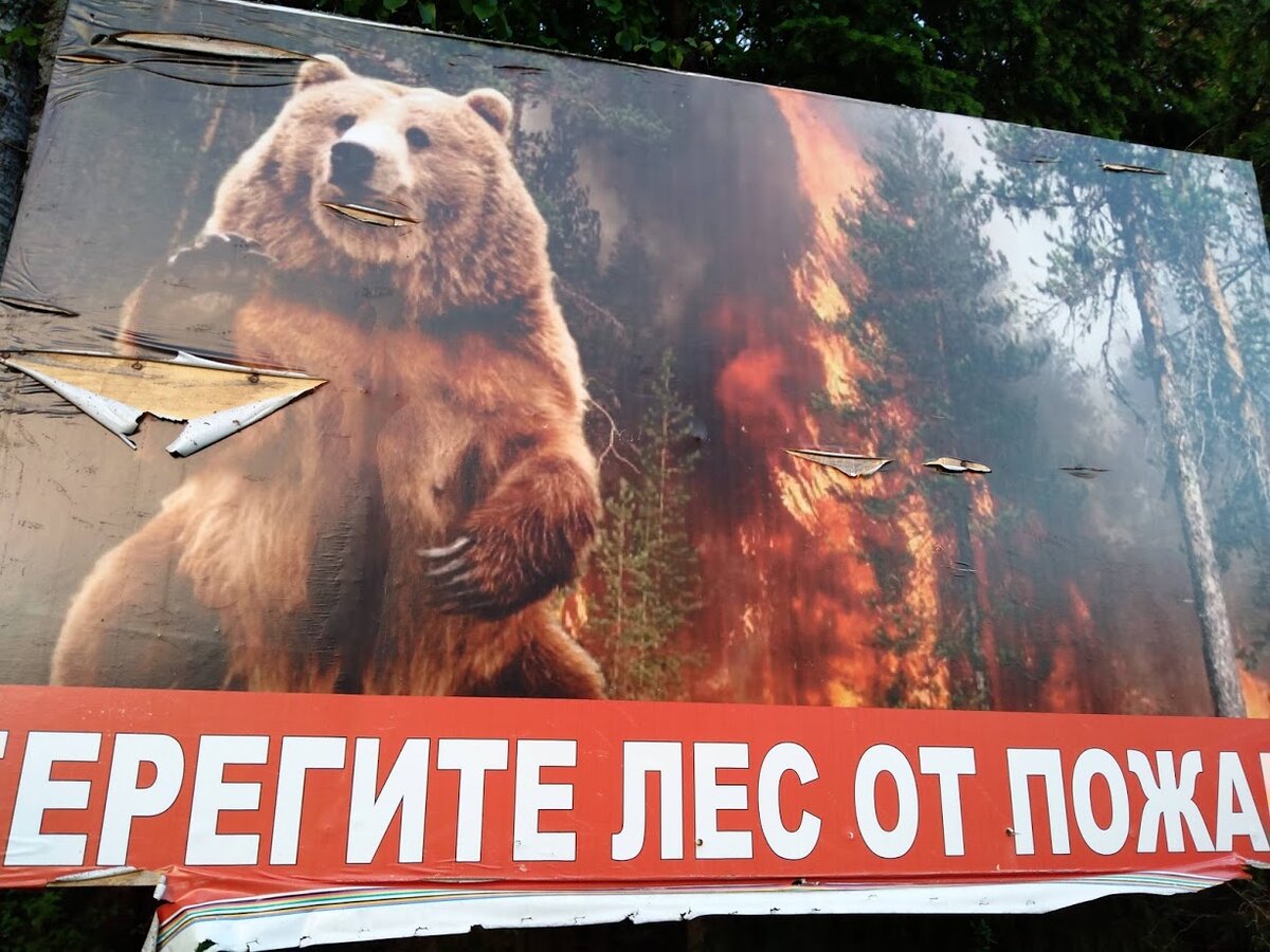 аншлаг берегите лес от пожара фото