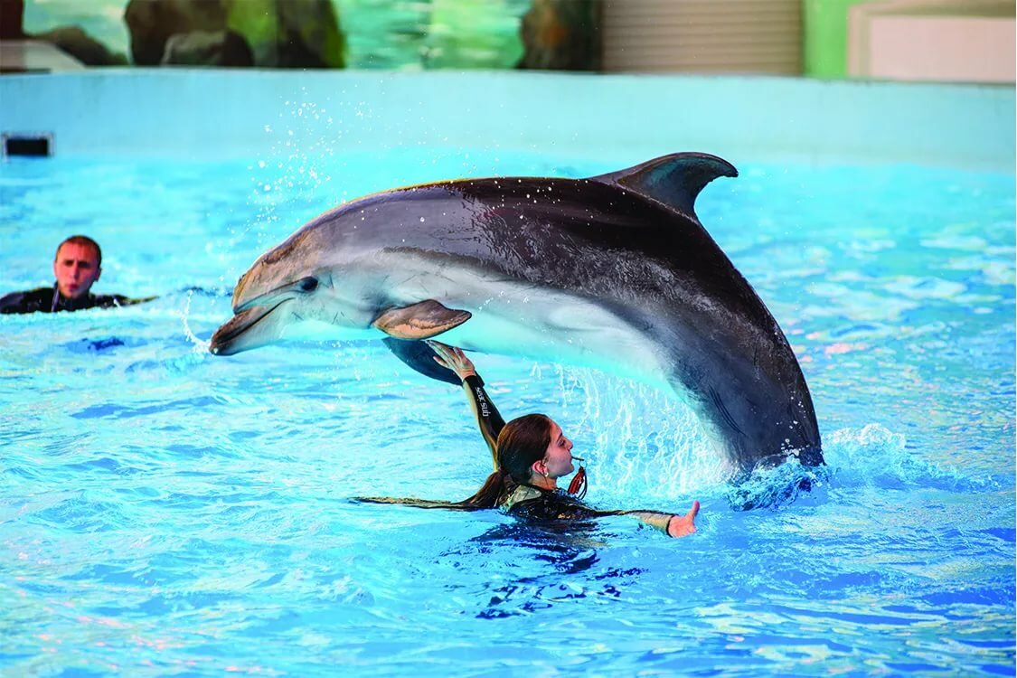 Картинки сочи дельфинов