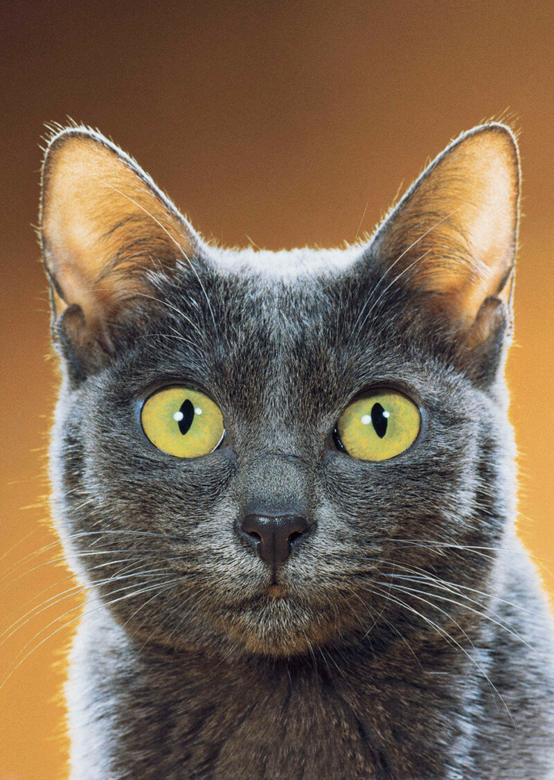 серая кошка фото
