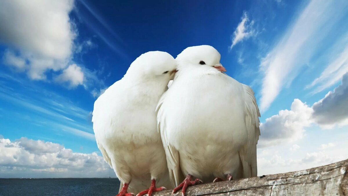 ��������������, ������ �������� �������� �������