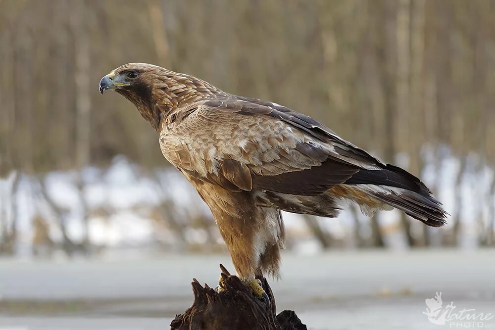 Kilnusis erelis (Aquila chrysaetos) Golden Eagle, Steinadler