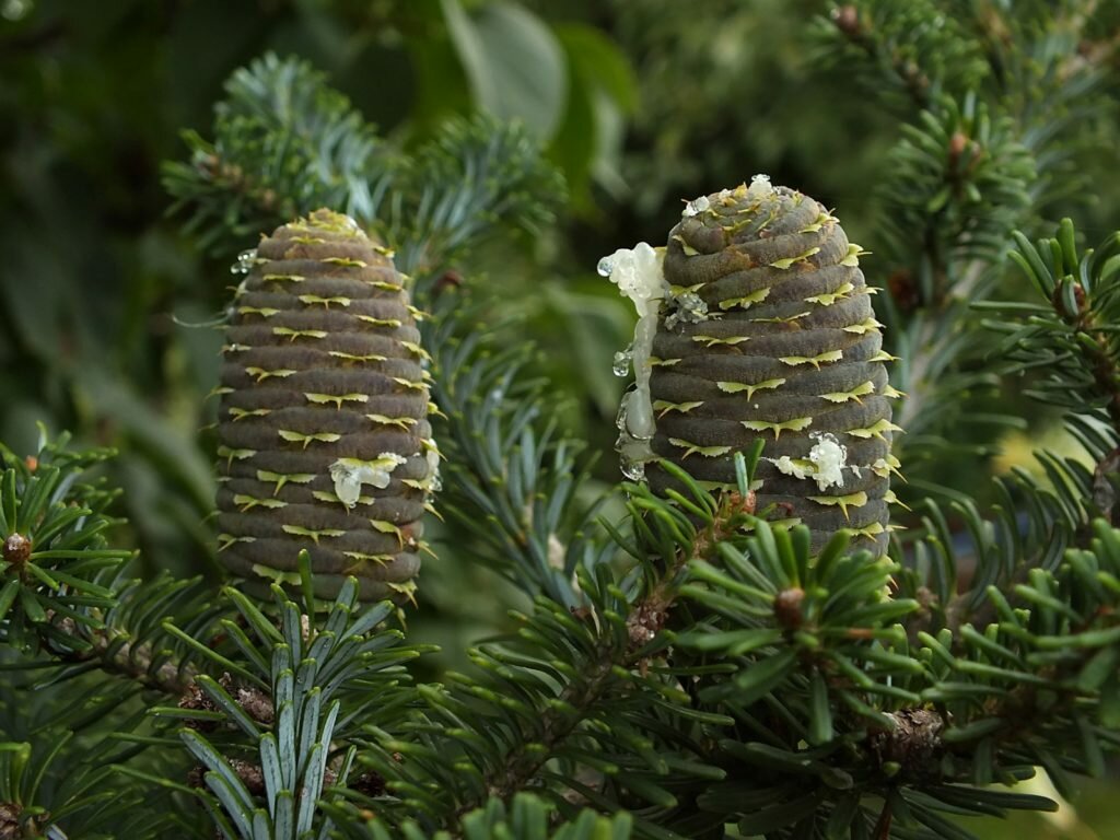 пихта сибирская abies sibirica фото