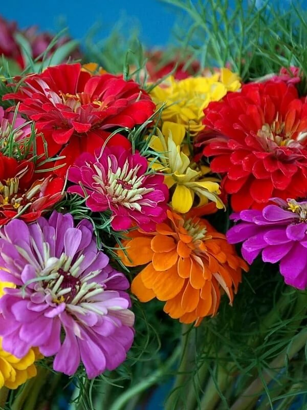 Цинния красивые вертикальные: фото, изображения и картинки