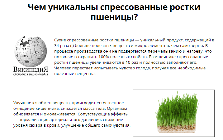 ростки пшеницы фото
