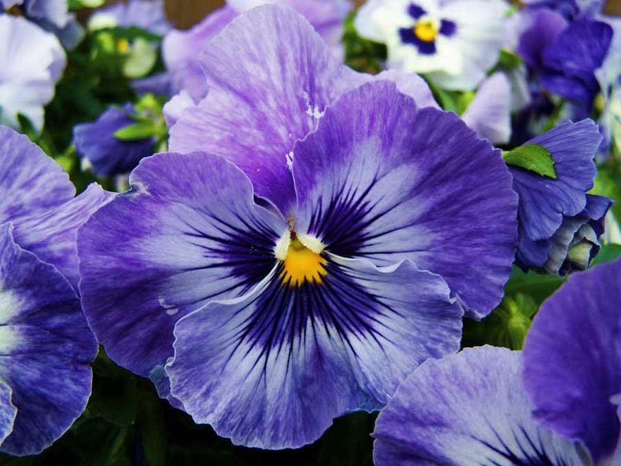 Анютины глазки (Viola tricolor), в устах народа зовётся по разному: Фиалка из пашни, Туфелька Божией матери, Девушкины глазки, Пупочники, Красулечки