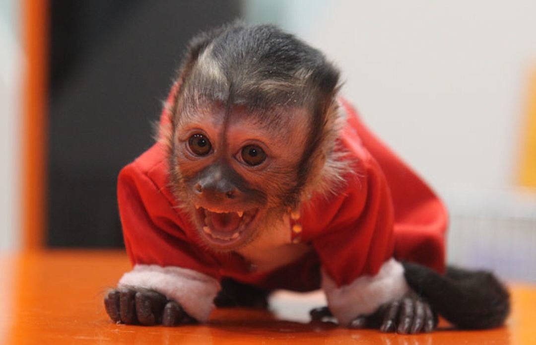 Милая обезьянка в красном костюме