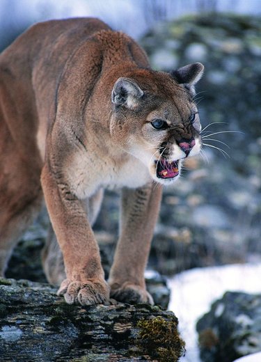 Pin by Mim on Пумы Cat species, Big cats, Wild cats