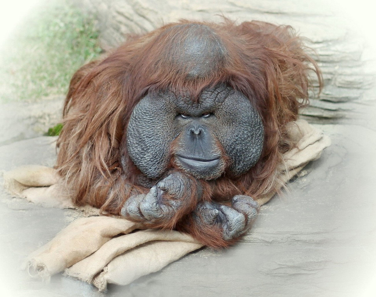 ������ ������� ��������, ��������