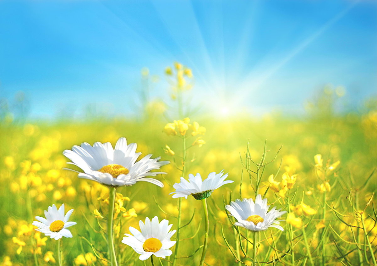 �������� ������������, ��������� ���� ��������