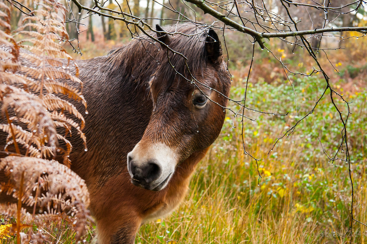 Картинки пушистые лошади