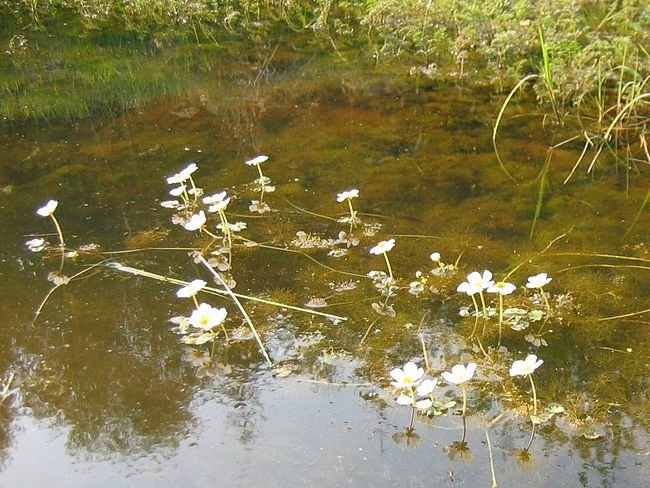 водные растения фото