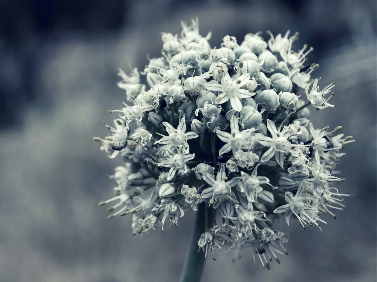 Красивые картинки в серых тонах