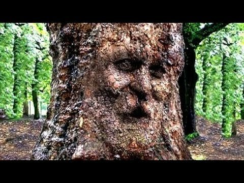 дерево фото