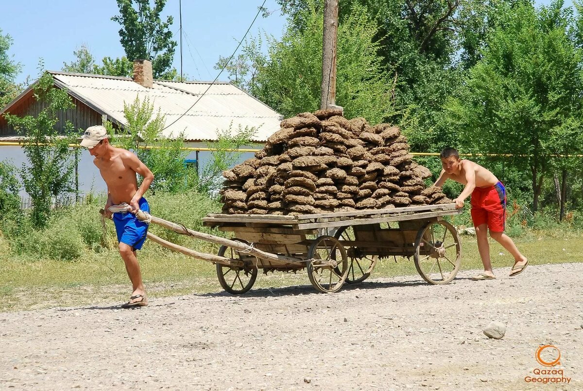 телега с навозом фото