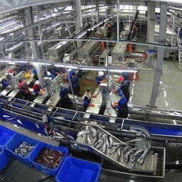 оборудование рыбоперерабатывающего завода фото