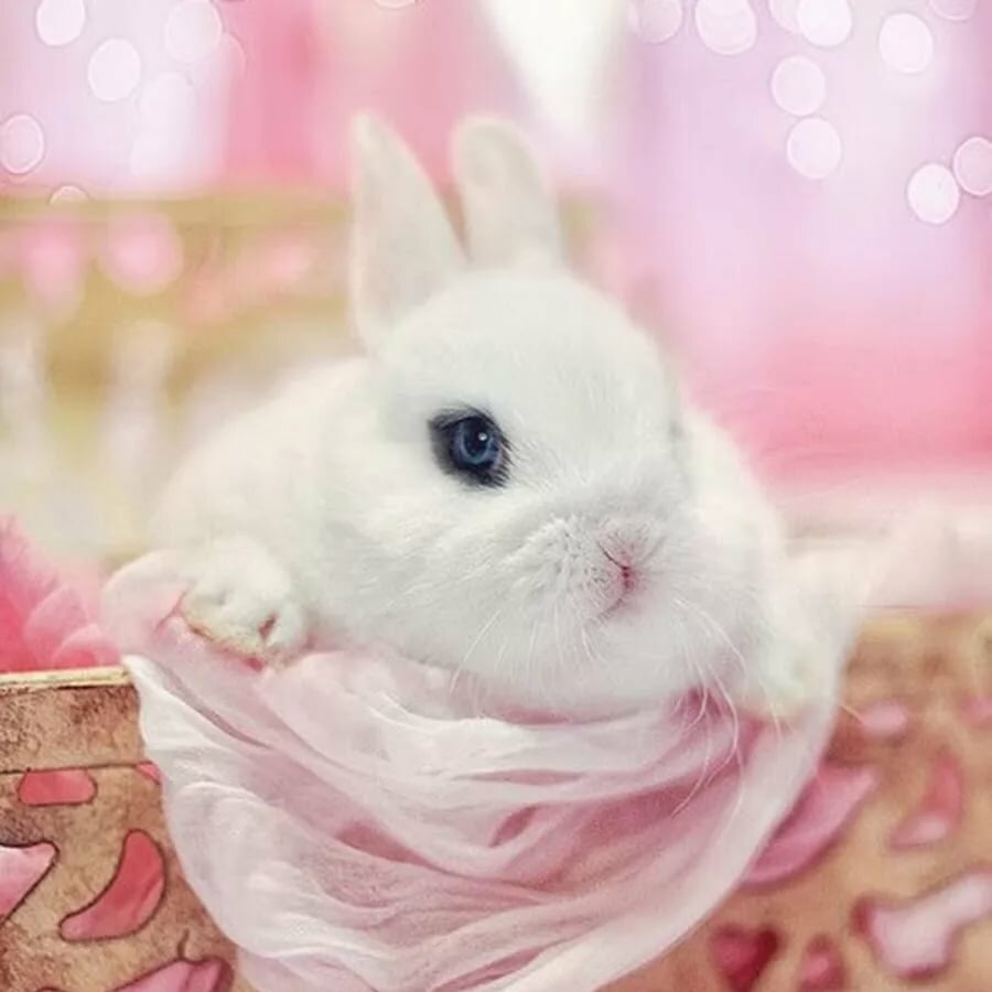 Картинки доброе утро с зайчиком