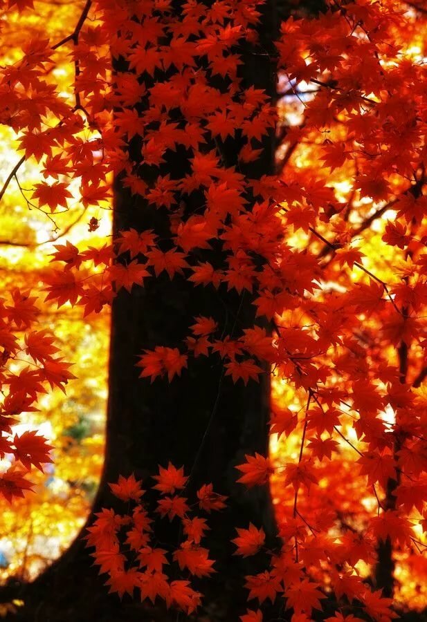 Orange autumn by Haru Digital phot on 500px Trees in 2019 Autumn trees, Autumn day, Autumn
