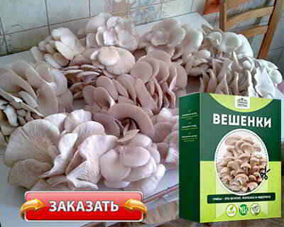 домашние грибы вешенки фото