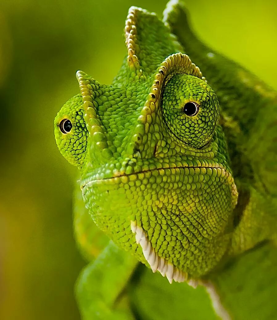 Indian Chameleon (Chamaeleo zeylanicus Reptiles: Lizards & Tuatara