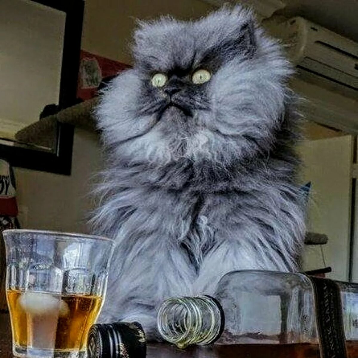 �������� ������� ����� ������� ����, ����������� ��������