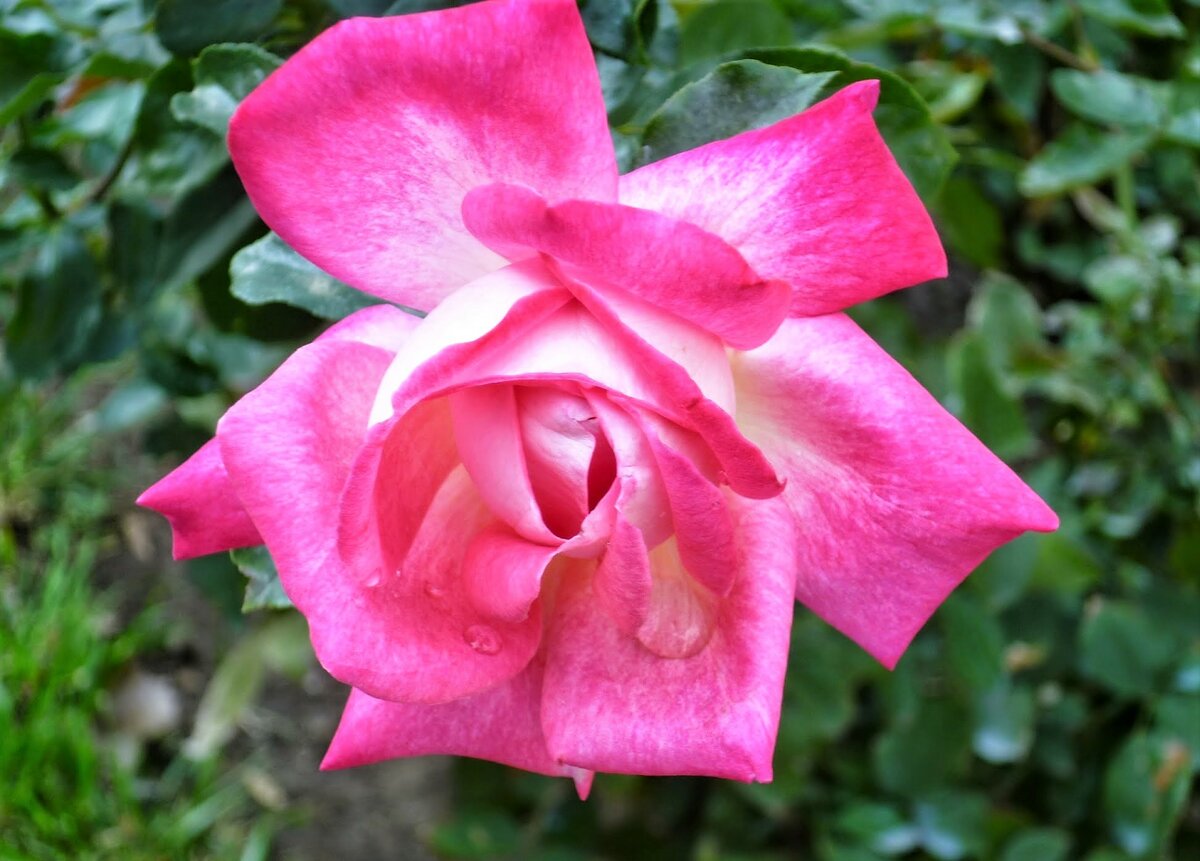роза чайно-гибридная роз гожар (rose gaujard) фото