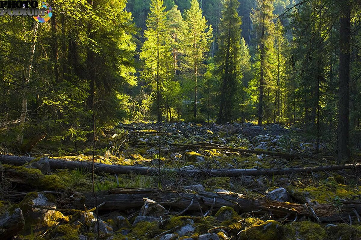 сибирский лес сибирская тайга летом фото