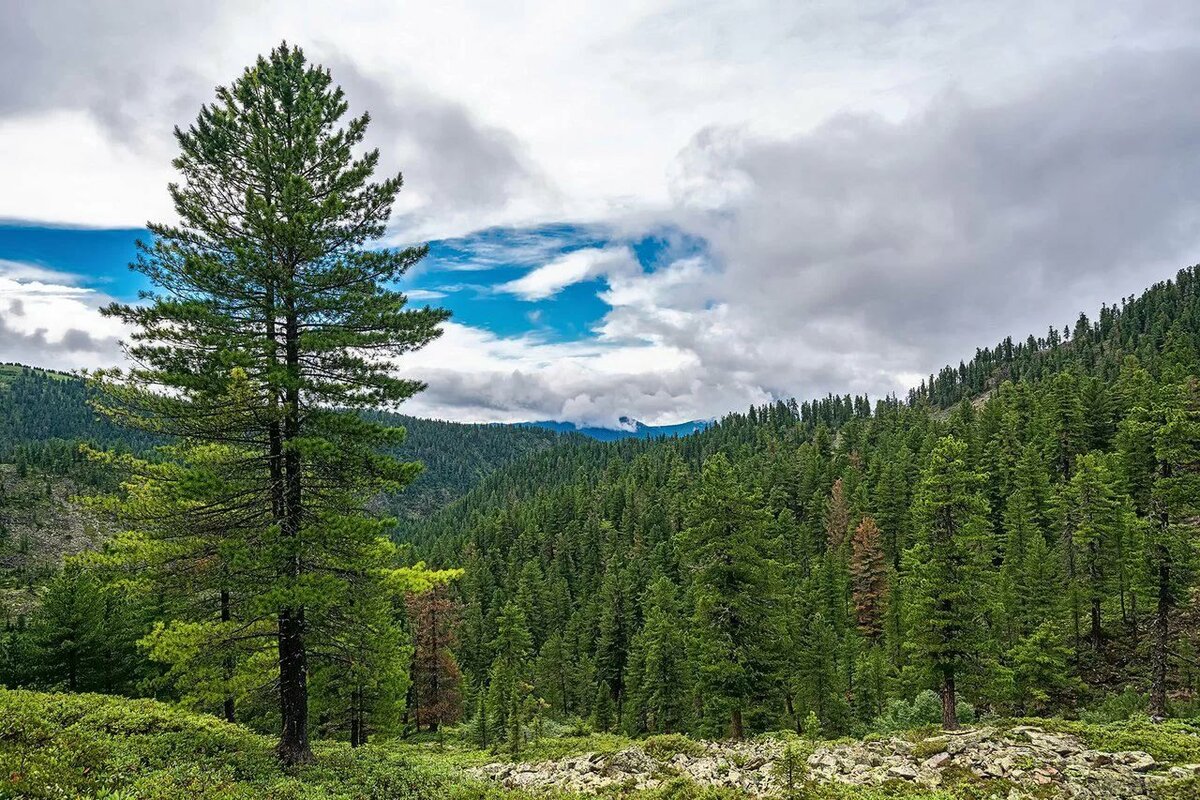 сибирская тайга фото