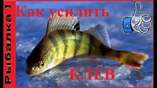 рыба окунь фото