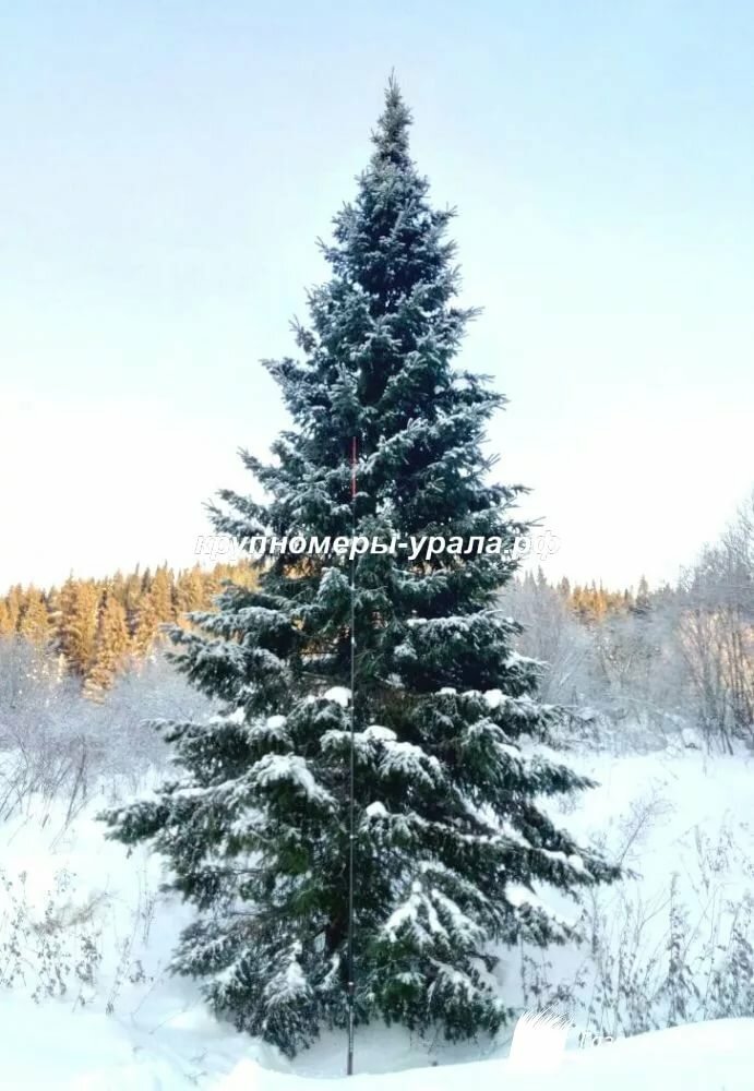 пихта сибирская фото